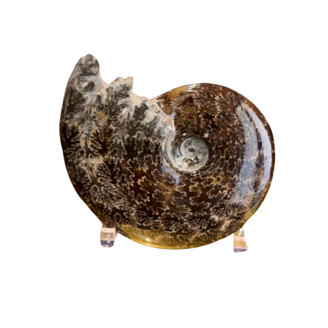 Ammonite Petrified Nautilus Shell